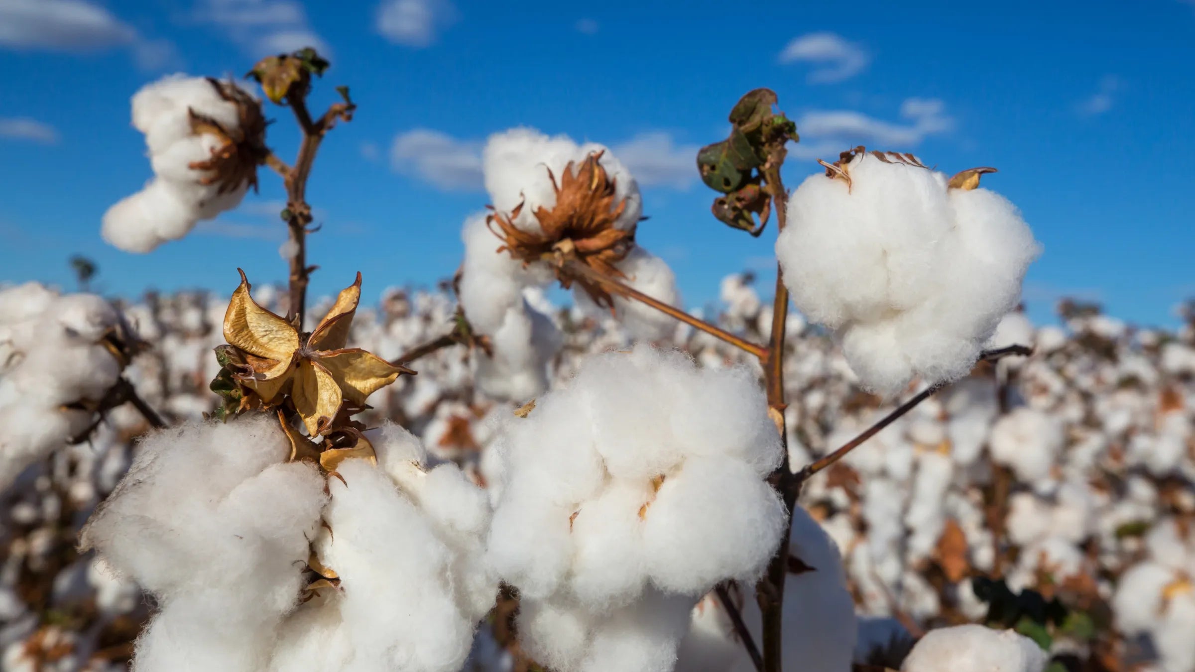 Cotone egiziano: perché è considerato il migliore per la biancheria di qualità?
